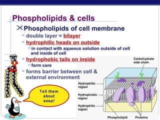 Phospholipids & cells
Phospholipids of cell membrane
double layer = bilayer
 hydrophilic heads on outside


in contact with aqueous solution outside of cell

and inside of cell



hydrophobic tails on inside
form core



forms barrier between cell &
external environment
Tell them
about
soap!

AP Biology

 