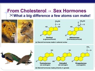 From Cholesterol → Sex Hormones

What a big difference a few atoms can make!

 