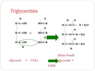 Triglycerides
H

O

H--C--OH

HO-C-R
O

H--C--OH

+

HO-C-R
O

H--C--OH

HO-C-R

H

Glycerol

H

O

H--C--O--C-- R + H2O
O
H--C--O--C-- + H20
R
O
H--C--O--C-- + H20
R
H

+ 3 FA’s

(Ester bond)
Triglyceride +
3 H20

 