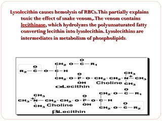 Lysolecithin causes hemolysis of RBCs. This partially explains
toxic the effect of snake venom,. The venom contains
lecithinase, which hydrolyzes the polyunsaturated fatty
converting lecithin into lysolecithin. Lysolecithins are
intermediates in metabolism of phospholipids.

CH2 O

O
R2

C

O
C

O

C

H

CH2 O

R1
CH3

O
P

O

OH

CH2

α
-Lecithin
CH3

CH3

+
N

O

CH2

CH3

CH2

Choline

O

P

O
OH

β
-Lecithin

CH2

Choline
CH2 O
C

H

CH2 O

N

+

CH3

CH3
O
C

R1

O
C

R2

 