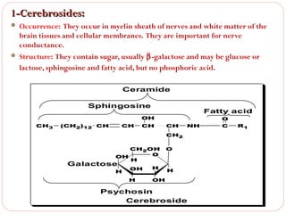 1-Cerebrosides:
 Occurrence: They occur in myelin sheath of nerves and white matter of the

brain tissues and cellular membranes. They are important for nerve
conductance.
 Structure: They contain sugar, usually β-galactose and may be glucose or
lactose, sphingosine and fatty acid, but no phosphoric acid.
Ceramide
Sphingosine

Fatty acid

OH
CH3

(CH2)12 CH

CH

CH

CH

NH

CH2
CH2OH
O
OH
H

Galactose

OH

H

H

H

O

OH

H

Psychosin
Cerebroside

O
C

R1

 