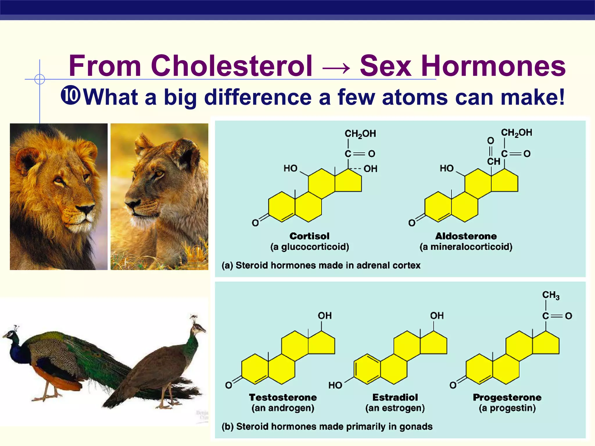 From Cholesterol → Sex Hormones
What a big difference a few atoms can make!
 