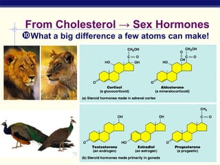 From Cholesterol → Sex Hormones
What a big difference a few atoms can make!
 
