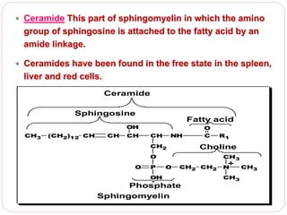 Ceramide This part of sphingomyelin in which the amino
group of sphingosine is attached to the fatty acid by an
amide linkage.
 Ceramides have been found in the free state in the spleen,
liver and red cells.
CH CH NH
CH2
CHCH(CH2)12CH3
OH
Sphingosine
C R1
O
O
P O
OH
O CH2 CH2 N
CH3
CH3
CH3
+
Choline
Fatty acid
Phosphate
Ceramide
Sphingomyelin
 