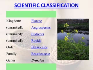 SCIENTIFIC CLASSIFICATION
Kingdom: Plantae
(unranked): Angiosperms
(unranked): Eudicots
(unranked): Rosids
Order: Brassica...