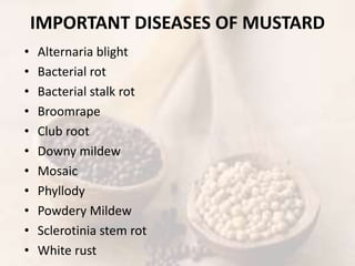 Mustard | PPTX