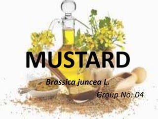 MUSTARD 
Brassica juncea L. 
Group No: 04 
 