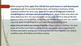 • While preparing field, apply 70 to 120 Qtl farm yard manure or well decomposed
cow dung in soil. For accurate fertilizer dose, soil testing is necessary. Under
irrigated condition for toria crop, apply N:P in ratio of 25:8kg/acre in form of
Urea@55kg/acre and Super phosphate@50kg/acre. Apply K dose only when soil
show deficiency of it. For raya and gobhi sarson, apply N:P:K in ratio of 40:12:6
kg/acre in form of Urea@90kg, SSP@75kg and MOP@10kg per acre. For rainfed
raya crop apply Urea@33kg/acre and Super Phosphate@50kg/acre.
• Apply Urea just before pre-sowing irrigation. Under irrigated condition, for toria
apply all fertilizer just before sowing and for raya, gobhi sarson, apply half of
fertilizer just before sowing and remaining half with first irrigation. For rainfed
condition, give all fertilizer just before sowing.
 