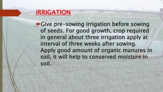 IRRIGATION
Give pre-sowing irrigation before sowing
of seeds. For good growth, crop required
in general about three irrigation apply at
interval of three weeks after sowing.
Apply good amount of organic manures in
soil, it will help to conserved moisture in
soil.
 