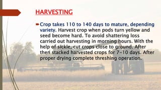 HARVESTING
Crop takes 110 to 140 days to mature, depending
variety. Harvest crop when pods turn yellow and
seed become hard. To avoid shattering loss
carried out harvesting in morning hours. With the
help of sickle, cut crops close to ground. After
then stacked harvested crops for 7-10 days. After
proper drying complete threshing operation.
 