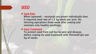 SEED
 Seed Rate
When rapeseed - mustards are grown individually then
it required seed rate of 1.5 kg seeds per acre. Do
thinning operations three week after sowing and
maintain only healthy seedlings.
 Seed Treatment
To protect seed from soil borne pest and disease,
before sowing do seed treatment with Thiram@3gm per
kg of seeds.
 