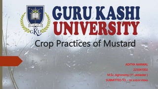 Crop Practices of Mustard
ADITYA NARWAL
225041002
M.Sc. Agronomy (1st semester )
SUBMITTED TO – DR. KARANVERMA
 