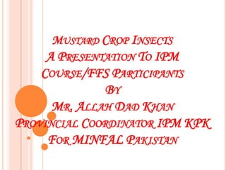 Mustard insects A Lecture By Mr Allah Dad Khan | PPTX