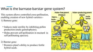 Dm-11 mustard breeding powerpoint -1.pptx