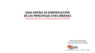 GUIA RÁPIDA DE IDENTIFICACIÓN
DE LAS PRINCIPALES AVES URBANAS
(FOCALIZADA EN LA COMUNIDAD DE MADRID)
JOSÉ-LUIS GIRÁLDEZ
VOLUNTARIO EN GREFA
 