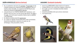 • Es un pariente cercano al canario. El plumaje es de
colores parduscos mientras que el vientre es de un
fuerte color amarillo, en especial en el macho (la
especie presenta dimorfismo sexual).
• Las plumas en el macho adulto son verdosas, con
estrías más oscuras, en las zonas del dorso, las alas y
la cola, así como por la parte interior de la cabeza
y los laterales.
• Su dieta es básicamente granívora,
• Su vuelo es rápido.Trayectoria de vuelo ondulada;
durante el período nupcial, el vuelo es, sin
embargo, más pausado y lento.
SERÍN VERDECILLO (Serinus Serinus) JILGUERO (Cardualis Carduelis)
• Ave muy GREGARIA sobre todo en invierno
• Careta ROJA con manchas negras y blancas
• En vuelo, se ven 2 amplias bandas alares
AMARILLAS
• Muestra predilección por zonas calurosas
• Ave granívora
 