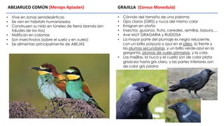 • Vive en zonas semidesérticas
• Se ven en hábitats humanizados
• Construyen su nido en túneles de tierra blanda (en
taludes de los ríos)
• Nidifican en colonias
• Son insectívoros (sobre el suelo y en vuelo)
• Se alimentan principalmente de ABEJAS
ABEJARUCO COMÚN (Merops Apiaster) GRAJILLA (Corvus Monedula)
• Córvido del tamaño de una paloma
• Ojos claros (GRIS) y nuca del mismo color
• Emigran en otoño
• Insectos, gusanos, fruta, cereales, semillas, basura,…
• Ave MUY GRAGARIA y RUIDOSA
• La mayor parte del plumaje es negro reluciente,
con un brillo púrpura o azul en el píleo, la frente y
las plumas secundarias, y un brillo verde-azul en la
garganta, plumas de vuelo primarias, y la cola.
• Las mejillas, la nuca y el cuello son de color plata
grisáceo hasta gris claro, y las partes inferiores son
de color gris pizarra
 