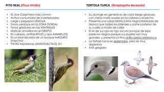 • Su plumaje en general es de color beige grisáceo,
con cierto matiz rosado en la cabeza y el pecho
• Presenta una característica lista negra ribeteada de
blanco que rodea los laterales y parte posterior de
su cuello a modo de collar
• El iris de sus ojos es rojo oscuro aunque de lejos
parecen negros porque sus pupilas son muy
grandes, y presenta un fino anillo periocularblanco.
• La tórtola turca es sedentaria, pero es muy
dispersiva
• AVE gregaria
PITO REAL (Picus Viridis) TORTOLA TURCA (Streptopelia decaocto)
• EL ave Carpintera más común
• Activo consumidor de invertebrados
• Large y pegajosa LENGUA
• Tonos verdosos en la ZONA DORSAL
• Tonos grisáceos en las VENTRALES
• Matices amarillos en el OBISPO
• En cabeza, antifaz ROJO y ojos AMARILLOS
• Es un bioindicador de un bosque MADURO
(insectos)
• PATAS trepadoras (ANISODACTILO) 3/1
 