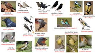 CERNICALO
Falco Tinnunculus
GORRIÓN COMÚN
(Passer Domesticus) MIRLO COMÚN
(Turdus Merula) ESTORNINO NEGRO
(Sturnus Unicolor)
AVIÓN COMÚN
(Delichon Urbica)
GOLONDRINA COMUN
(Hirundu Rustica)
VENCEJO COMÚN
(Apus Apus)
CARBONERO COMÚN
(Parus Major)
HERRERILLO
(Cyanistes Caeruelus)
MOSQUITERO COMUN
(Phylloscopus Collybita)
PETIRROJO
(Erithacus Rubecula)
SERÍN VERDECILLO
(Serinus Serinus)
JILGUERO
(Cardualis Carduelis)
ABEJARUCO COMÚN (Merops Apiaster)GRAJILLA
(Corvus Monedula)
PITO REAL
(Picus Viridis)
TORTOLA TURCA
(Streptopelia decaocto)
 