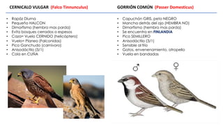• Rapáz Diurna
• Pequeño HALCON
• Dimorfismo (hembra mas parda)
• Evita bosques cerrados o espesos
• Caza= Vuelo CERNIDO (helicóptero)
• Vuelo= Planeo (Falconidas)
• Pico Ganchudo (carnívoro)
• Anisodáctilo (3/1)
• Cola en CUÑA
CERNICALO VULGAR (Falco Tinnunculus) GORRIÓN COMÚN (Passer Domesticus)
• Capuchón GRIS, peto NEGRO
• Mancha detrás del ojo (HEMBRA NO)
• Dimorfismo (hembra mas parda)
• Se encuentra en FINLANDIA
• Pico SEMILLERO
• Anisodáctilo (3/1)
• Sensible al frío
• Gatos, envenenamiento, atropello
• Vuela en bandadas
 