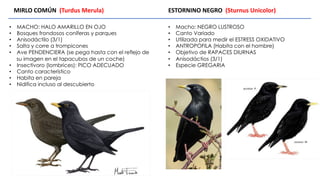 • MACHO: HALO AMARILLO EN OJO
• Bosques frondosos coníferas y parques
• Anisodáctilo (3/1)
• Salta y corre a trompicones
• Ave PENDENCIERA (se pega hasta con el reflejo de
su imagen en el tapacubos de un coche)
• Insectívoro (lombrices): PICO ADECUADO
• Canto característico
• Habita en pareja
• Nidifica incluso al descubierto
MIRLO COMÚN (Turdus Merula) ESTORNINO NEGRO (Sturnus Unicolor)
• Macho: NEGRO LUSTROSO
• Canto Variado
• Utilizada para medir el ESTRESS OXIDATIVO
• ANTROPOFILA (Habita con el hombre)
• Objetivo de RAPACES DIURNAS
• Anisodáctios (3/1)
• Especie GREGARIA
 
