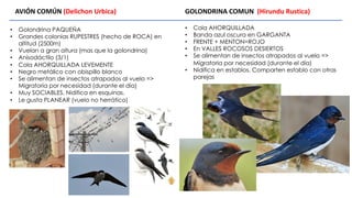 • Golondrina PAQUEÑA
• Grandes colonias RUPESTRES (hecho de ROCA) en
altitud (2500m)
• Vuelan a gran altura (mas que la golondrina)
• Anisodáctilo (3/1)
• Cola AHORQUILLADA LEVEMENTE
• Negro metálico con obispillo blanco
• Se alimentan de insectos atrapados al vuelo =>
Migratoria por necesidad (durante el día)
• Muy SOCIABLES. Nidifica en esquinas.
• Le gusta PLANEAR (vuelo no herrático)
AVIÓN COMÚN (Delichon Urbica) GOLONDRINA COMUN (Hirundu Rustica)
• Cola AHORQUILLADA
• Banda azul oscura en GARGANTA
• FRENTE + MENTON=ROJO
• En VALLES ROCOSOS DESIERTOS
• Se alimentan de insectos atrapados al vuelo =>
Migratoria por necesidad (durante el día)
• Nidifica en establos. Comparten establo con otras
parejas
 