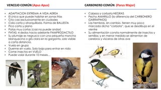 • ADAPTACION EXTREMA A VIDA AEREA
• El único que puede habitar en zonas frías
• Cría casi exclusivamente en ciudades
• Cola corta y ahorquillada. Forma de BALLESTA
• Pico corto y plano
• Patas muy cortas (casi no puede andar)
• PATAS: 4 dedos hacia adelante PAMPRODACTILO
• Su plumaje es negruzco con una pequeña mancha
blanquecina o gris clara en la garganta, solo visible
a corta distancia.
• Vuela en grupo
• Duerme en vuelo. Solo baja para entrar en nido
• Come insectos en VUELO
• Puede volar durante 10 meses…
VENCEJO COMÚN (Apus Apus) CARBONERO COMÚN (Parus Major)
• Cabeza y corbata NEGRAS
• Pecho AMARILLO (lo diferencia del CARBONERO
GARRAPINOS)
• Las hembras, en cambio, tienen muy poco
marcada dicha “corbata”, que se desdibuja en el
vientre
• Su alimentación consta normalmente de insectos y
semillas; y en menor medida se alimentan de
cerebros y vísceras de otras ave
 