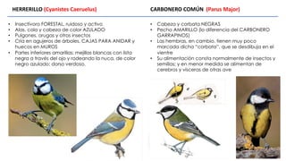 • Insectívoro FORESTAL, ruidoso y activo
• Alas, cola y cabeza de color AZULADO
• Pulgones, orugas y otros insectos
• Cría en agujeros de árboles, CAJAS PARA ANIDAR y
huecos en MUROS
• Partes inferiores amarillas; mejillas blancas con lista
negra a través del ojo y rodeando la nuca, de color
negro azulado; dorso verdoso.
HERRERILLO (Cyanistes Caeruelus) CARBONERO COMÚN (Parus Major)
• Cabeza y corbata NEGRAS
• Pecho AMARILLO (lo diferencia del CARBONERO
GARRAPINOS)
• Las hembras, en cambio, tienen muy poco
marcada dicha “corbata”, que se desdibuja en el
vientre
• Su alimentación consta normalmente de insectos y
semillas; y en menor medida se alimentan de
cerebros y vísceras de otras ave
 