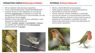• NO es habitual. Solo de paso migratorio
• Tonos verdosos/pardosos. Inferior BLANQUECINO
• A pesar de ser un ave migratoria, es una de las
primeras paseriformes en regresar a su área de
reproducción en primavera, como también una de
las últimas en irse en otoño
• NIDIFICA cerca del suelo, huevos, polluelos y aves
jóvenes son depredados por
armiños, hurones, visones y comadrejas y urracas.
Los adultos son cazados por las aves rapaces,
particularmente el gavilán.
MOSQUITERO COMUN (Phylloscopus Collybita) PETIRROJO (Erithacus Rubecula)
• Pecho y frente ROJOS (anaranjados)
• Parte superior olivácea y vientre blanquecino
• Aficionado a comer en el SUELO
• Come: insectos, arañas, lombrices y caracoles
• Los machos tienen un comportamiento territorial
bastante agresivo. Atacan a otros machos que se
apartan en sus territorios, y también han sido
observados atacando a otras aves pequeñas sin
provocación aparente.
 