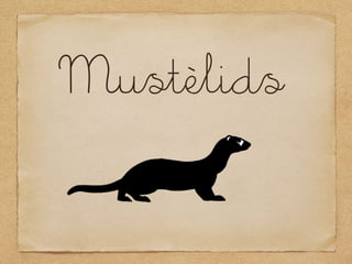 Mustèlids
 