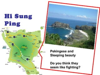 Hi Sung
Ping
Pekingese and
Sleeping beauty
Do you think they
seem like fighting?
 