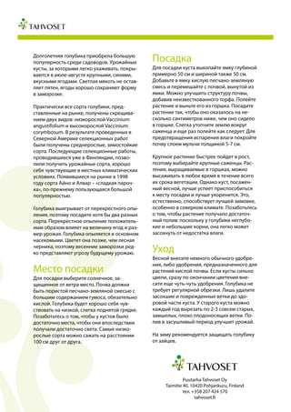 Puutarha Tahvoset Oy
Taimitie 40, 10420 Pohjankuru, Finland
тел. +358 207 424 570
tahvoset.fi
Долголетняя голубика приобрела большую
популярность среди садоводов. Урожайные
кусты, за которыми легко ухаживать, покры-
ваются в июле-августе крупными, синими,
вкусными ягодами. Светлая мякоть не остав-
ляет пятен, ягоды хорошо сохраняют форму
в заморозке.
Практически все сорта голубики, пред-
ставленные на рынке, получены скрещива-
нием двух видов: низкорослой Vaccinium
angustifolium и высокорослой Vaccinium
corymbosum. В результате проведенных в
Северной Америке селекционных работ
были получены среднерослые, зимостойкие
сорта. Последующие селекционные работы,
проводившиеся уже в Финляндии, позво-
лили получить урожайные сорта, хорошо
себя чувствующие в местных климатических
условиях. Появившиеся на рынке в 1998
году сорта Айно и Алвар – «сладкая пароч-
ка», по-прежнему пользующаяся большой
популярностью.
Голубика выигрывает от перекрестного опы-
ления, поэтому посадите хотя бы два разных
сорта. Перекрестное опыление положитель-
ным образом влияет на величину ягод и раз-
мер урожая. Голубика опыляется в основном
насекомыми. Цветет она позже, чем лесная
черника, поэтому весенние заморозки ред-
ко представляют угрозу будущему урожаю.
Место посадки
Для посадки выберите солнечное, за-
щищенное от ветра место. Почва должна
быть пористой песчано-земляной смесью с
большим содержанием гумоса, обязательно
кислой. Голубика будет хорошо себя чув-
ствовать на низкой, слегка поднятой грядке.
Позаботьтесь о том, чтобы у кустов было
достаточно места, чтобы они впоследствии
получали достаточно света. Самые низко-
рослые сорта можно сажать на расстоянии
100 см друг от друга.
Посадка
Для посадки куста выкопайте ямку глубиной
примерно 50 см и шириной также 50 см.
Добавьте в ямку кислую песчано-земляную
смесь и перемешайте с почвой, вынутой из
ямки. Можно улучшить структуру почвы,
добавив неизвесткованного торфа. Полейте
растение и выньте его из горшка. Посадите
растение так, чтобы оно оказалось на не-
сколько сантиметров ниже, чем оно сидело
в горшке. Слегка утопчите землю вокруг
саженца и еще раз полейте как следует. Для
предотвращения испарения влаги покройте
почву слоем мульчи толщиной 5-7 см.
Крупное растение быстрее пойдет в рост,
поэтому выбирайте крупные саженцы. Рас-
тения, выращиваемые в горшках, можно
высаживать в любое время в течение всего
их срока вегетации. Однако куст, посажен-
ный весной, лучше успеет приспособиться
к месту посадки и лучше укоренится. Это,
естественно, способствует лучшей зимовке,
особенно в северном климате. Позаботьтесь
о том, чтобы растение получало достаточ-
ный полив: поскольку у голубики неглубо-
кие и небольшие корни, она легко может
засохнуть от недостатка влаги.
Уход
Весной внесите немного обычного удобре-
ния, либо удобрения, предназначенного для
растений кислой почвы. Если кусты сильно
цвели, сразу по окончании цветения вне-
сите еще чуть-чуть удобрения. Голубика не
требует регулярной обрезки. Лишь удалите
засохшие и поврежденные ветки до здо-
ровой части куста. У старого куста можно
каждый год вырезать по 2-3 совсем старых,
замшелых, плохо плодоносящих ветки. По-
лив в засушливый период улучшит урожай.
На зиму рекомендуется защищать голубику
от зайцев.
 