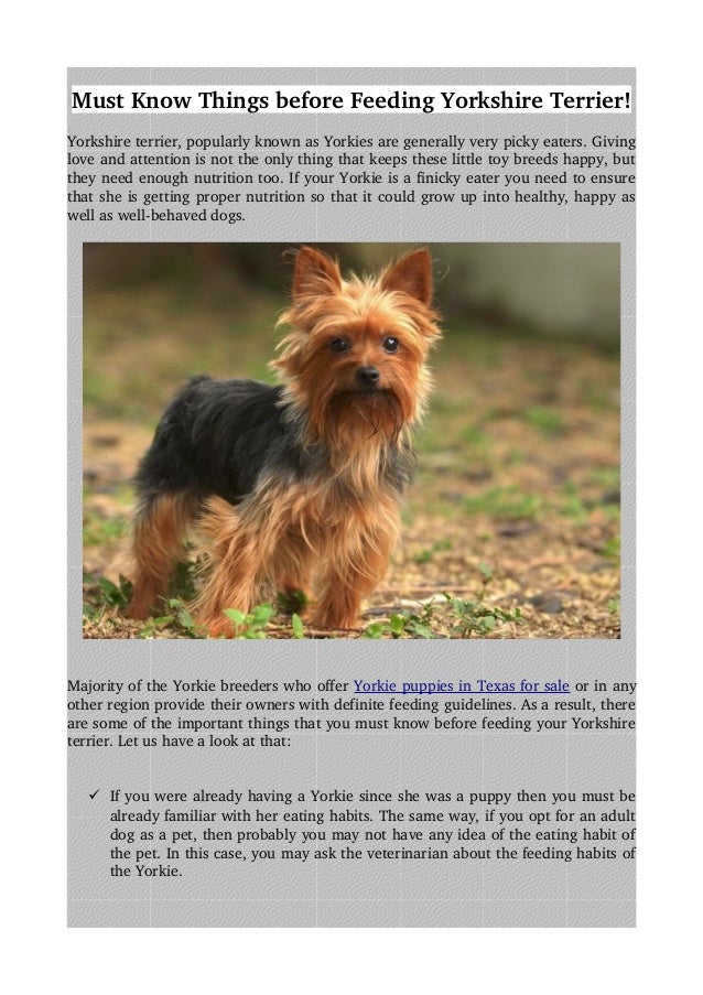 yorkshire terriers for sale in my area