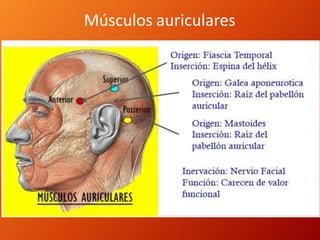 Músculos auriculares
 