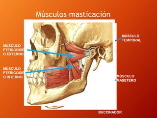 Músculos masticación
MÚSCULO
TEMPORAL
MÚSCULO
MASETERO
MÚSCULO
BUCCINADOR
MÚSCULO
PTERIGOIDE
O EXTERNO
MÚSCULO
PTERIGOIDE
O INTERNO
 