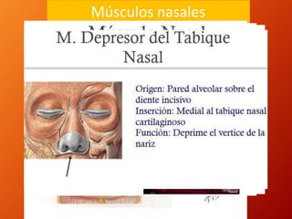Músculos nasales
 