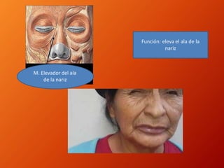 M. Elevador del ala
de la nariz
Función: eleva el ala de la
nariz
 