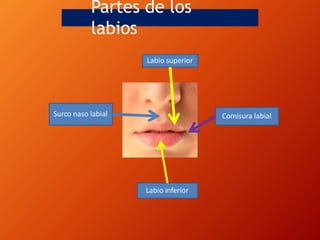 Partes de los
labios
Comisura labial
Labio inferior
Surco naso labial
Labio superior
 
