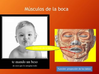 Músculos de la boca
Orbicular de la boca
Función: proyección de los labios
 