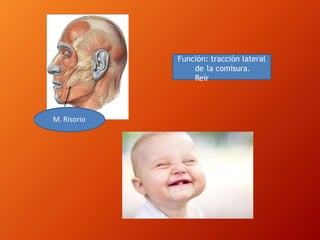 M. Risorio
Función: tracción lateral
de la comisura.
Reír
 