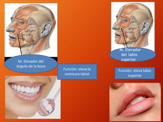 M. Elevador
del labio
superior
Función: eleva labio
superior
M. Elevador del
ángulo de la boca
Función: eleva la
comisura labial
 