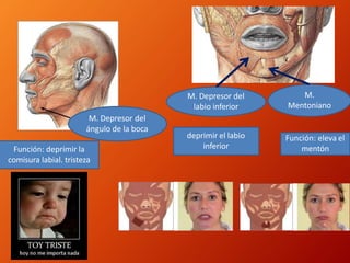 M. Depresor del
ángulo de la boca
Función: deprimir la
comisura labial. tristeza
M. Depresor del
labio inferior
deprimir el labio
inferior
M.
Mentoniano
Función: eleva el
mentón
 