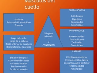 Músculos del
cuello
Platisma
Esternocleidomastoideo
Trapecio
INFRAHIODEOS
Esternotiroideo
Esternohiodeo
Tirohiodeo
Omohiodeo
SUPRAHIODEOS
Estilohiodeo
Digástrico
Geniohiodeo
Milohiodeo
Largo del cuello
Largo de la cabeza
Recto anterior de la cabeza
Recto lateral de la cabeza
Elevador escapula
Esplenio de la cabeza
Escaleno anterior
Escaleno medio
Escaleno posterior
LARINGE
Cricotiroideo anterior
Cricoaritenoideo lateral
Cricoaritenoideo posterior
Tiroaritenoideo
Aritenoideo
Triángulos
del cuello
Y
CONTENIDO
 