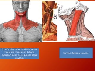 Función: descenso mandíbula, retrae
y deprime el ángulo de la boca,
expresión facial, ejerce presión sobre
las venas.
Función: flexión y rotación
 