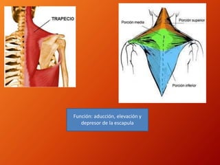 Función: aducción, elevación y
depresor de la escapula
 