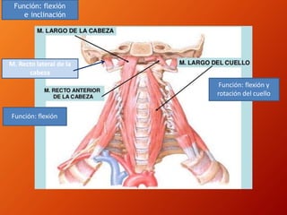 M. Recto lateral de la
cabeza
Función: flexión y
rotación del cuello
Función: flexión
e inclinación
Función: flexión
 