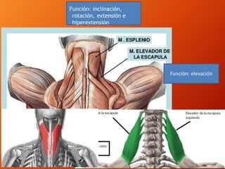 Función: inclinación,
rotación, extensión e
hiperextensión
Función: elevación
 