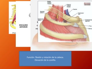 Función: flexión y rotación de la cabeza.
Elevación de la costilla.
 