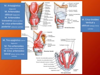 M. Ariepiglotico
(deglución)
M. Aritenoideo
oblicuo (deglución)
M. Aritenoideo
transverso (aduce cuerdas)
M. crico-aritenoideo
posterior (abductor cuerdas)
M. Tiro epiglotico (cierre-
deglucion)
M. Tiro aritenoideo
(forma, relaja y acorta cuerdas)
M. Crico aritenoideo
lateral (aduce, tensa y alarga
cuerdas)
M. Crico tiroideo
Vertical y
oblicuo (alarga y tensa
cuerdas)
 
