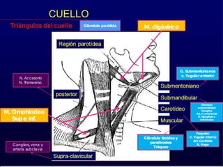 M. digástrico
M. Omohiodeo
Sup e inf.
Glándula parótida
G. Submentonianos
v. Yugularanterior
Glándula tiroidesy
paratiroides
Tráquea
Paquete:
V. Yugular interna
Art. Carótida
N. Vago
Glándula
submandibular
Ganglios
Art.Y cena facial
N. Hipogloso y
milohiodeo
N. Accesorio
N. T
ransverso
Ganglios, vena y
arteria subclavia
 